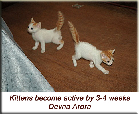 Devna Arora - 3.5 week old kittens